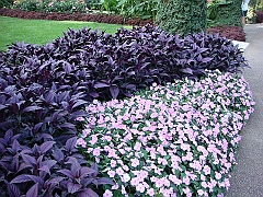 420 Longwood Gardens [2008 August 23]